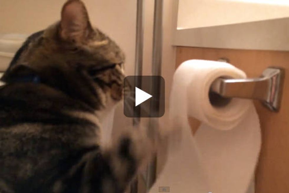 Cat Unrolls Toilet Paper Then Rolls It Back Up