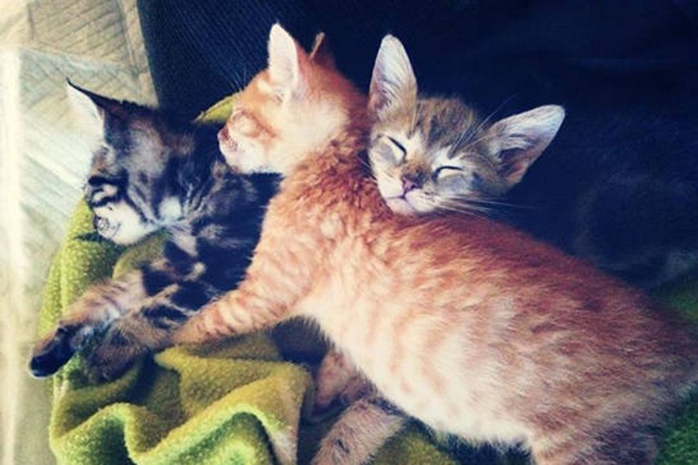 Unrelated Rescue Kittens Become Family