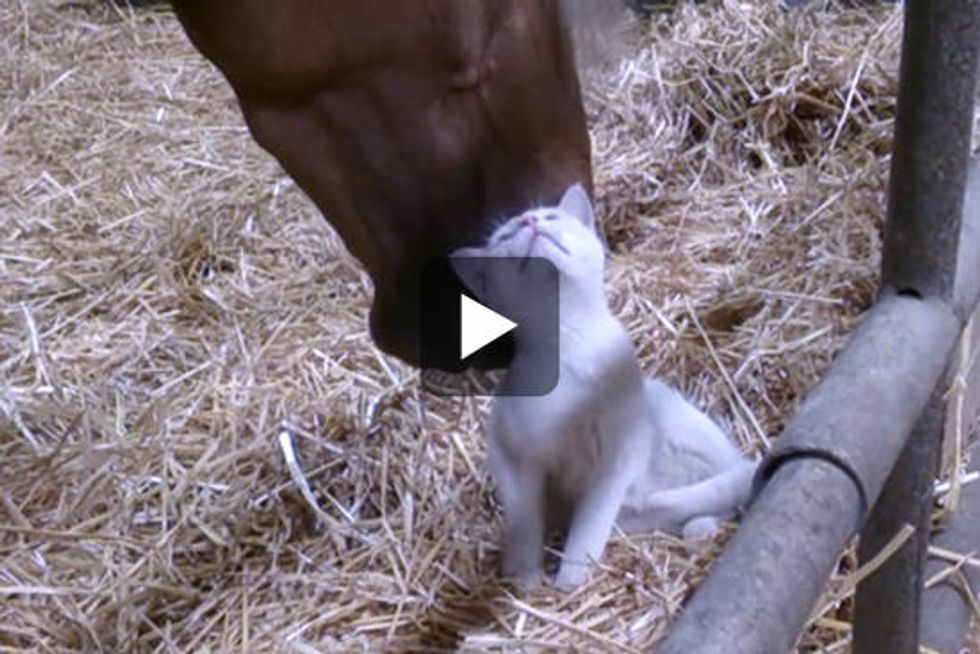 Unlikely Friendship: Cat And Horse