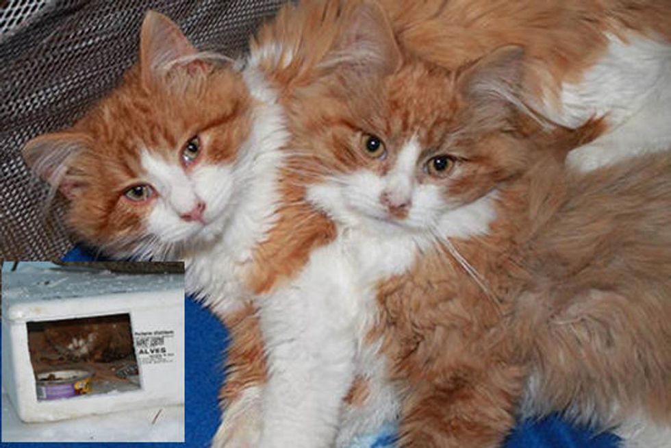Tango And Cash