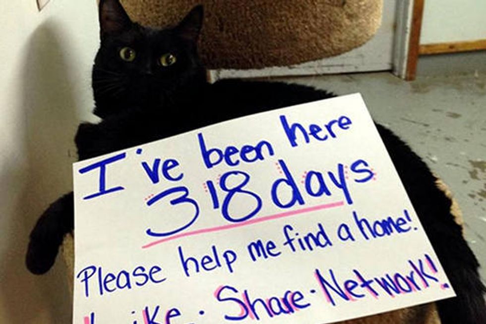 9 Year Old Cat Gets Help On Facebook To Find A Home