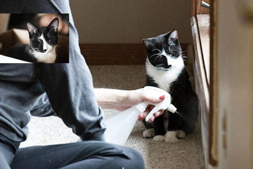 Kitty Born Blind Uses Other Senses To Help Him See