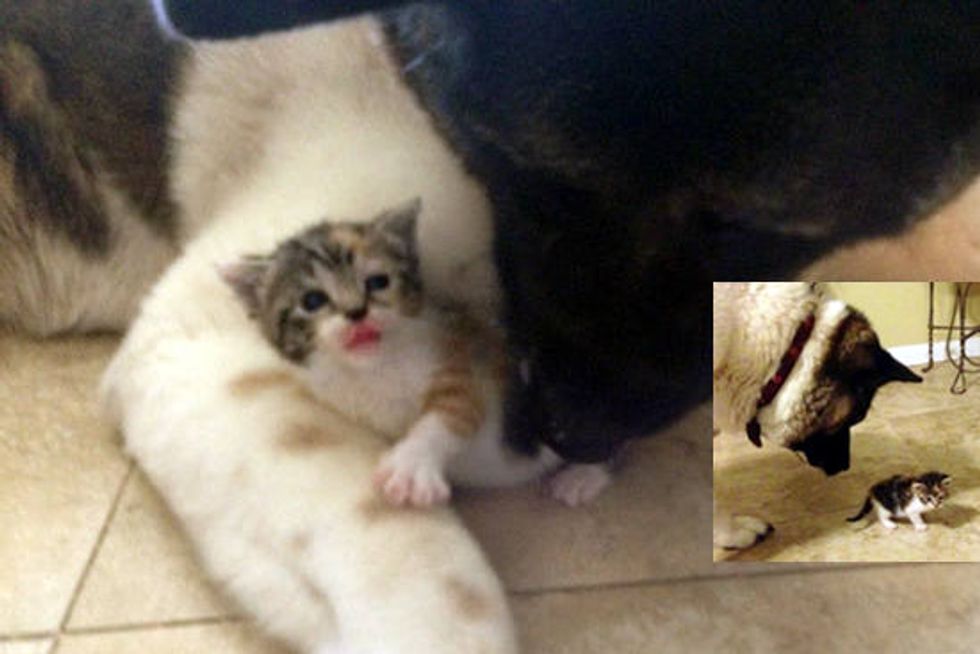 Orphan Kitten Saved By Retired Guard Dog
