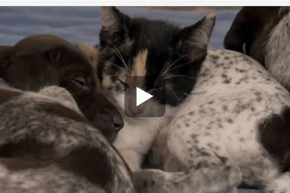 Wake Up, No Time for Naps | Too Cute!