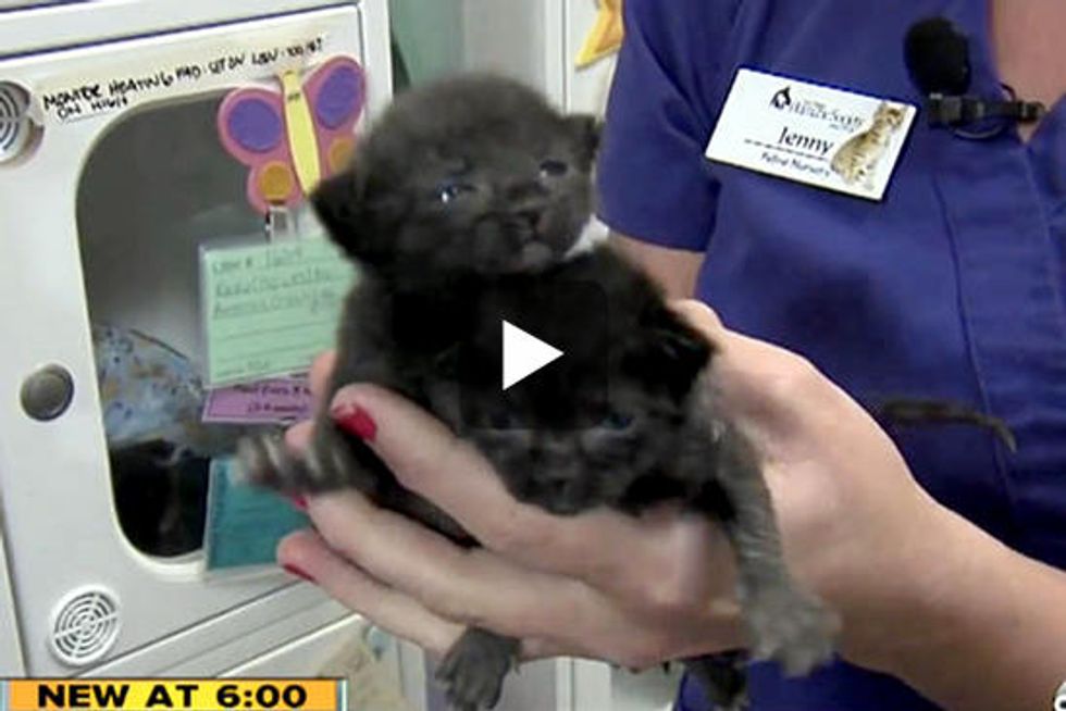 Kittens Found In Box Shipped From Los Angeles to San Diego