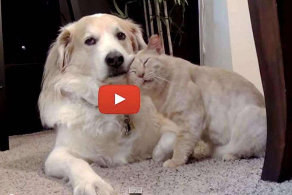 Rescue Stray Cat Meets Dog For The First Time