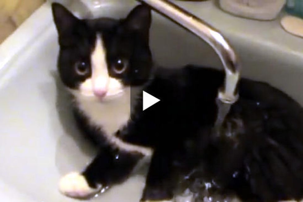 Cat Enjoys A Bath In The Sink