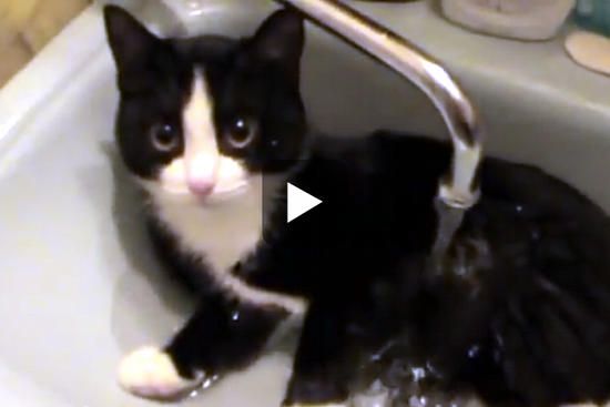 Cats taking baths 2024 and loving it