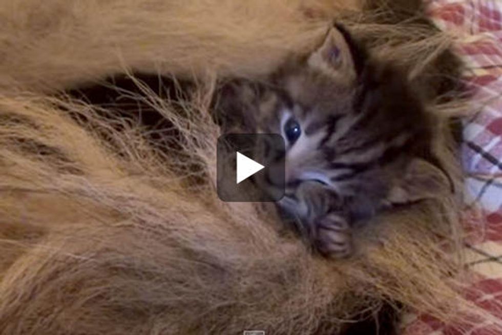 German Shepherd adopts Orphan Kittens