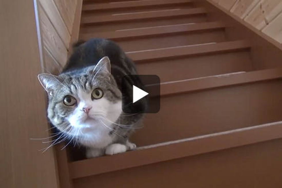 Maru And Hana Stairmasters!