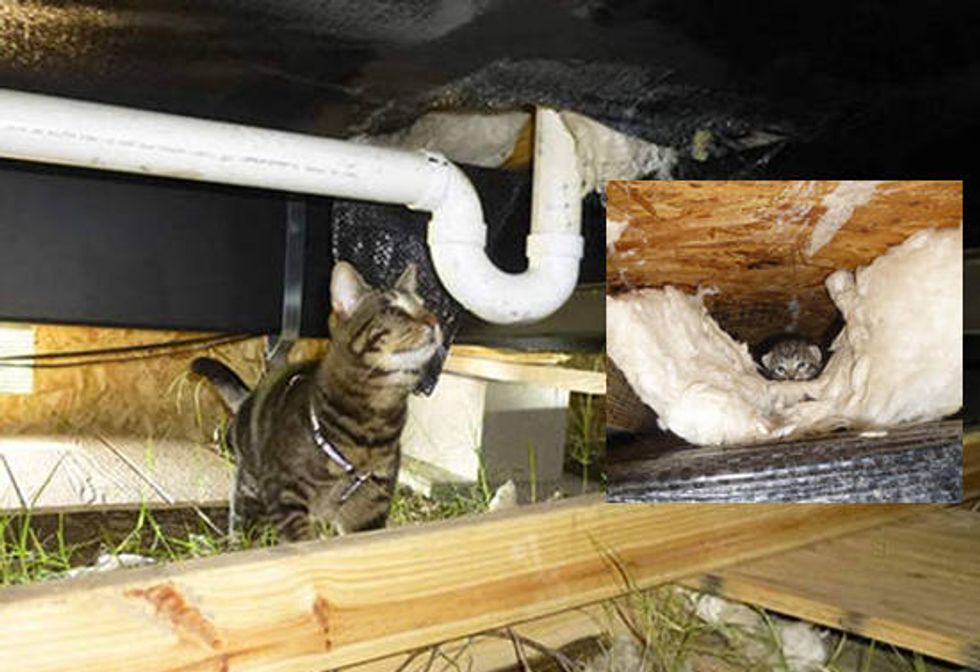 Spirit The Blind Cat Helps Rescue Kittens