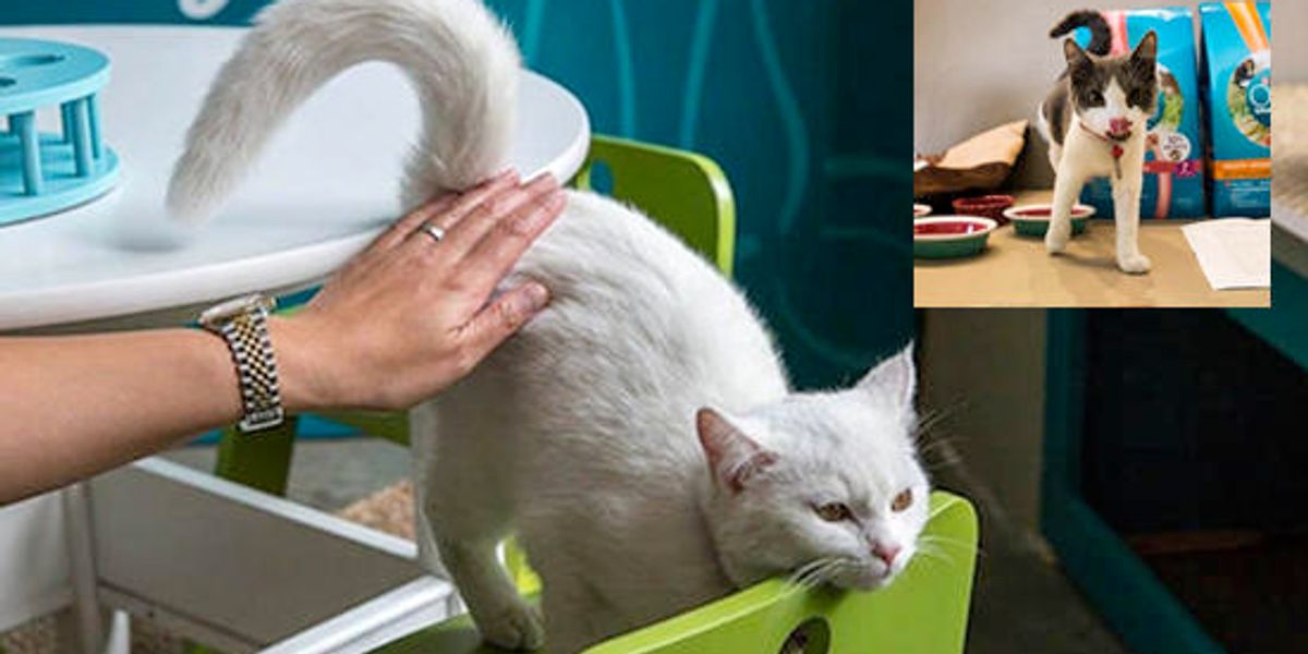 America's First Cat Café Opens In New York City Love Meow
