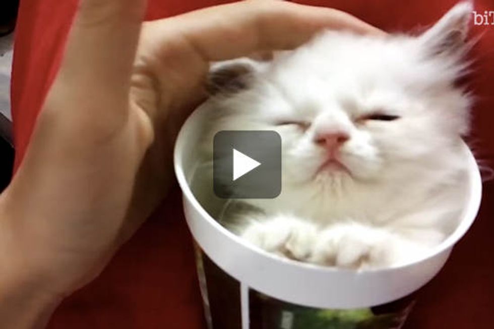 Kitten Sleeping in a Cup Lullaby Song