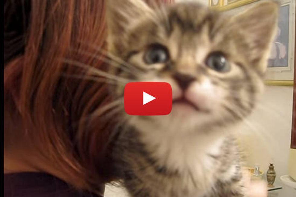 Tiny Talking Kitten