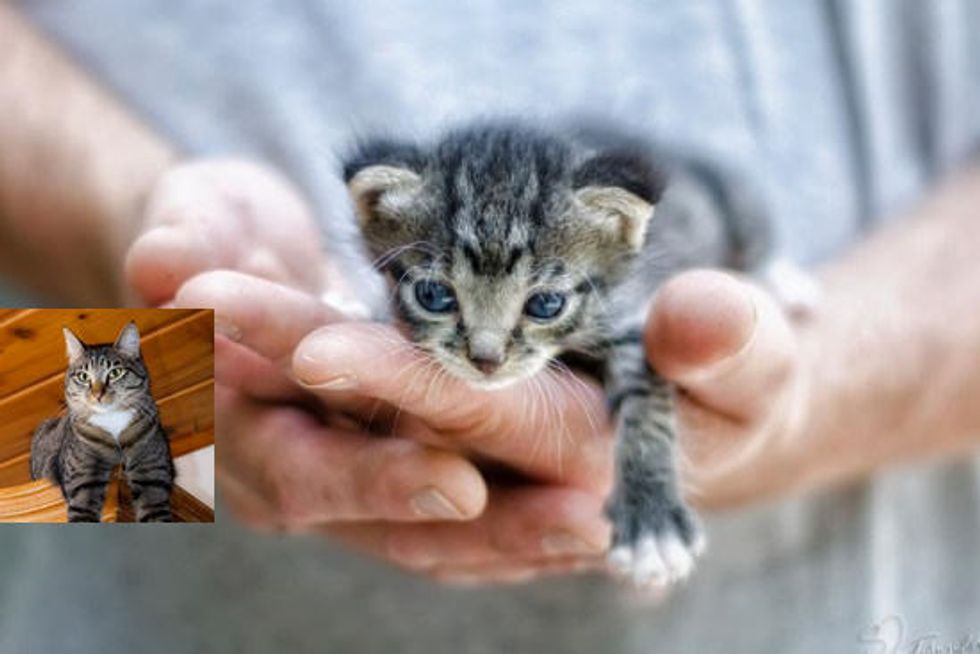 Kitten Saved From Being Trapped In Pile Of Old Wood And Cowebs