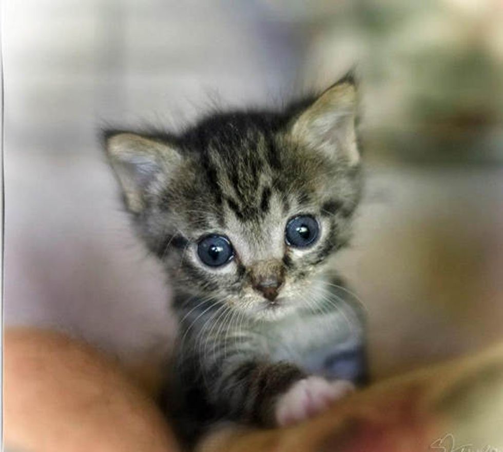 kitten saved from being trapped in pile of old wood and