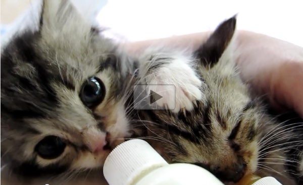 Bottle feeding kittens at night best sale