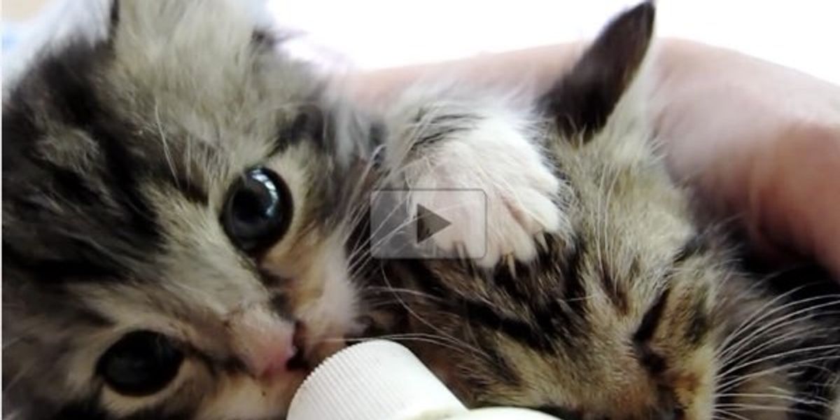 Hungry Kittens. One of Them is a Loud Eater! Love Meow