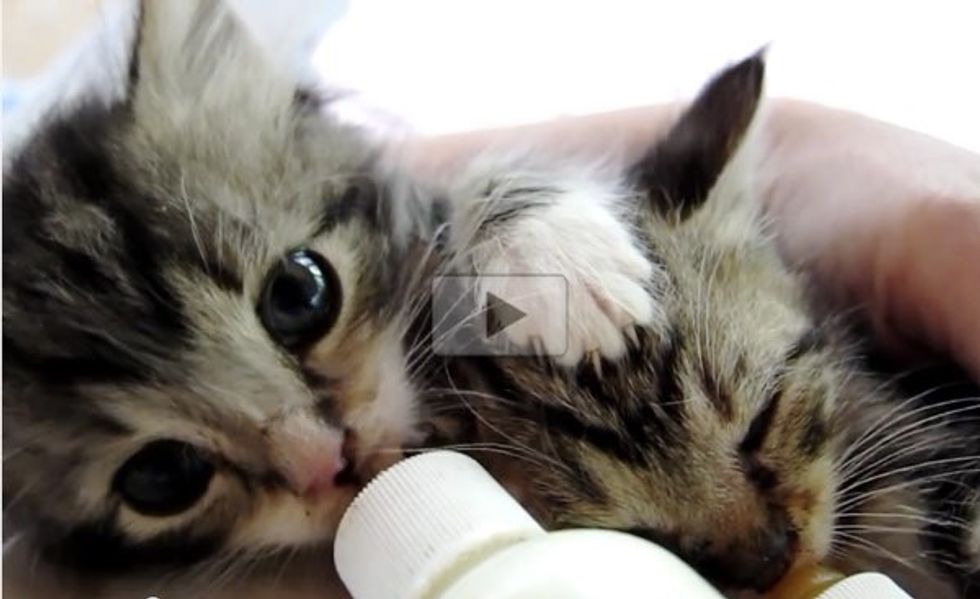 Hungry Kittens. One of Them is a Loud Eater!