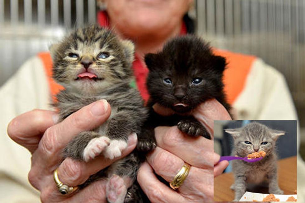 San Francisco Woman Saves Thousands Of Kittens' Lives