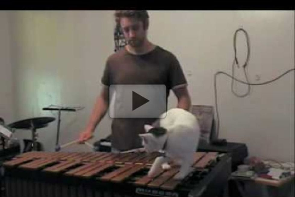 Vibes Cat