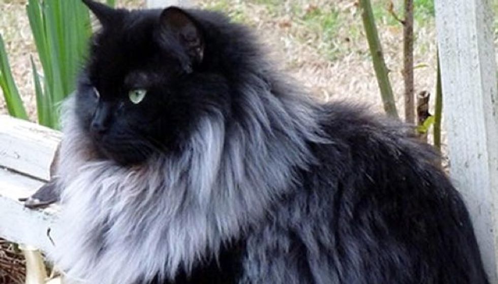 Black Cat Grows Magnificent White Winter Mane