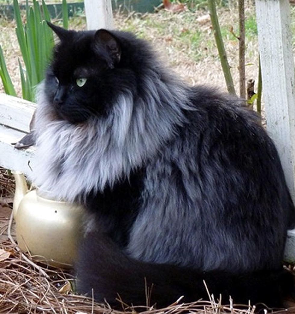 Black Cat Grows Magnificent White Winter Mane Love Meow