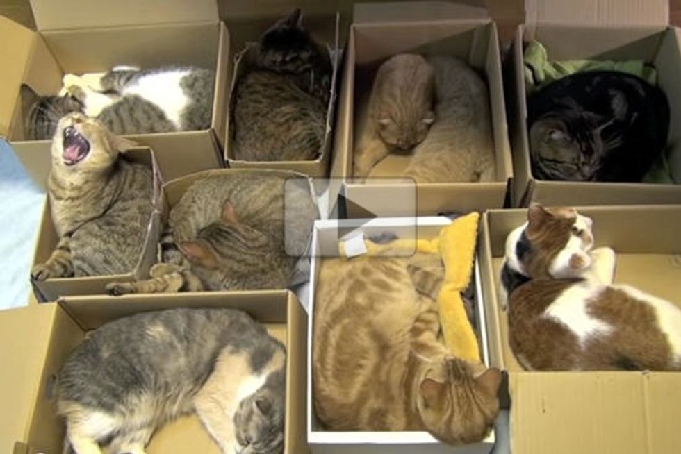 Organize 9 Cats - Kitties' Way