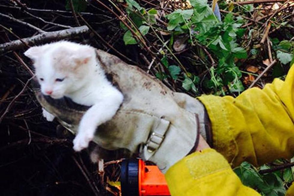 Firefighter Adopts Kitten He Rescued From Yard Debris Pile