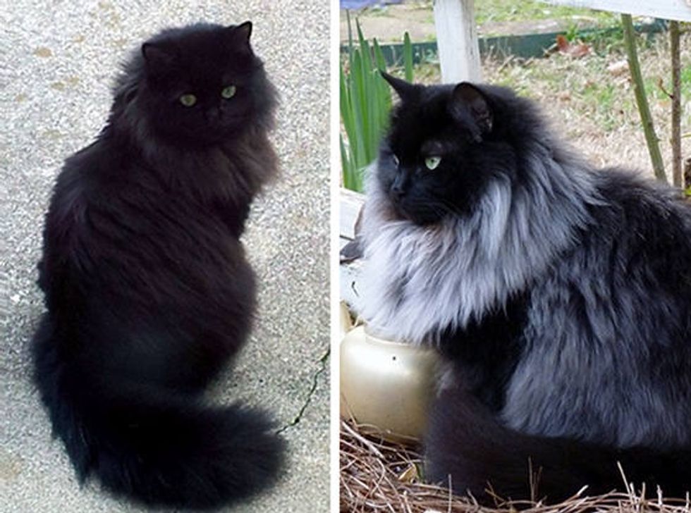 Black Cat Grows Magnificent White Winter Mane Love Meow
