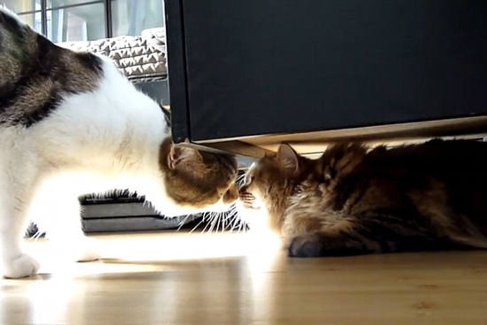 Rocky The Cat Meets Furry Visitors
