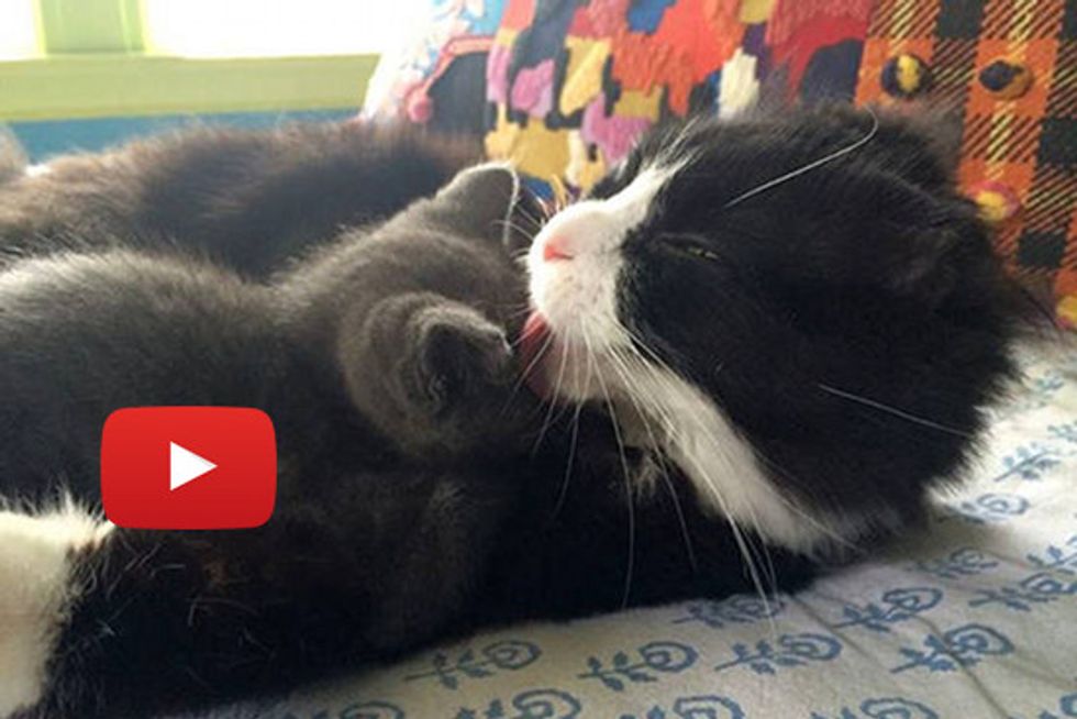 Justin The Fire Survivor Cat Gives Love To Rescue Kittens