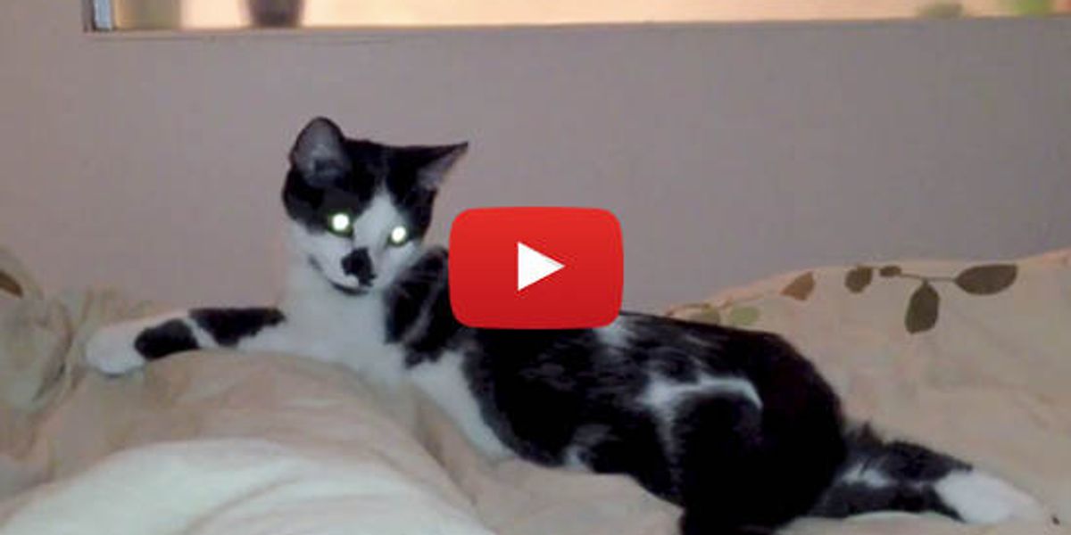 Every Kitten At Bedtime Love Meow