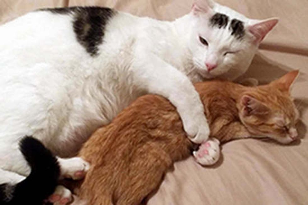 Rescue Kitten Discovers Hugs
