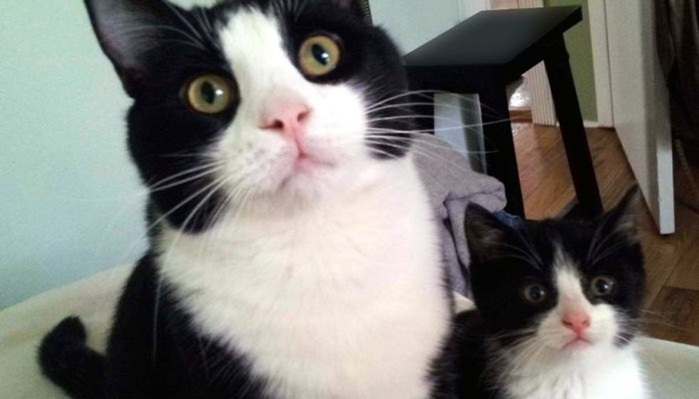 Adopted Cat Finds His Mini Me