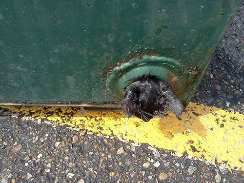 Man Saves Kitten Trapped In Drain Hole Of Dumpster - Love Meow