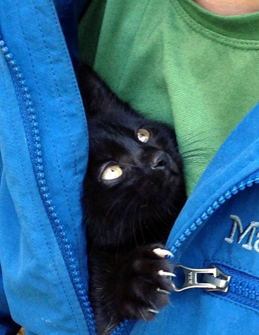 Abandoned Kitten Strays Into The Hearts Of Climbers - Love Meow