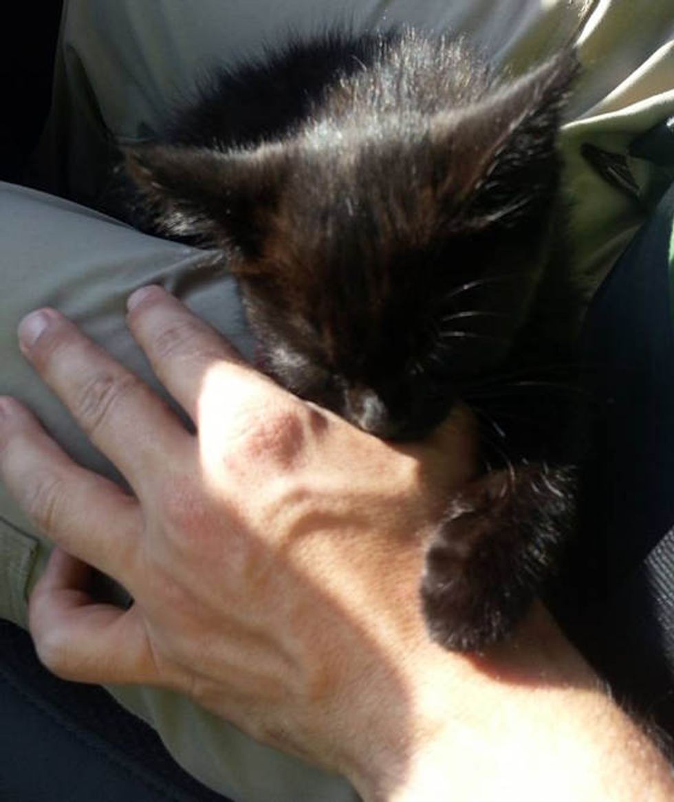 Abandoned Kitten Strays Into The Hearts Of Climbers - Love Meow