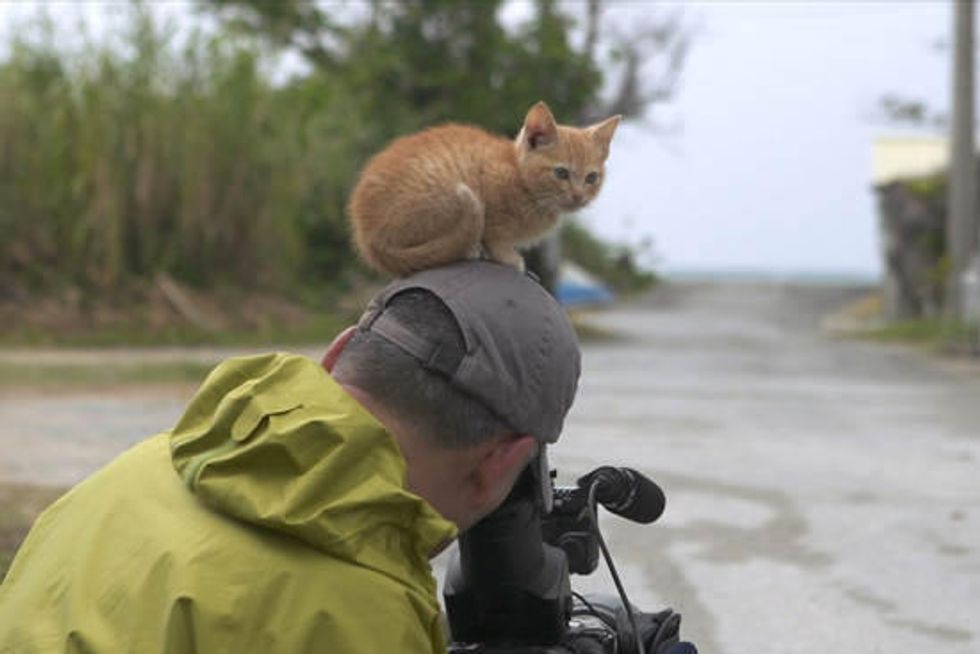 Island Kitten Befriends Animal Photographer