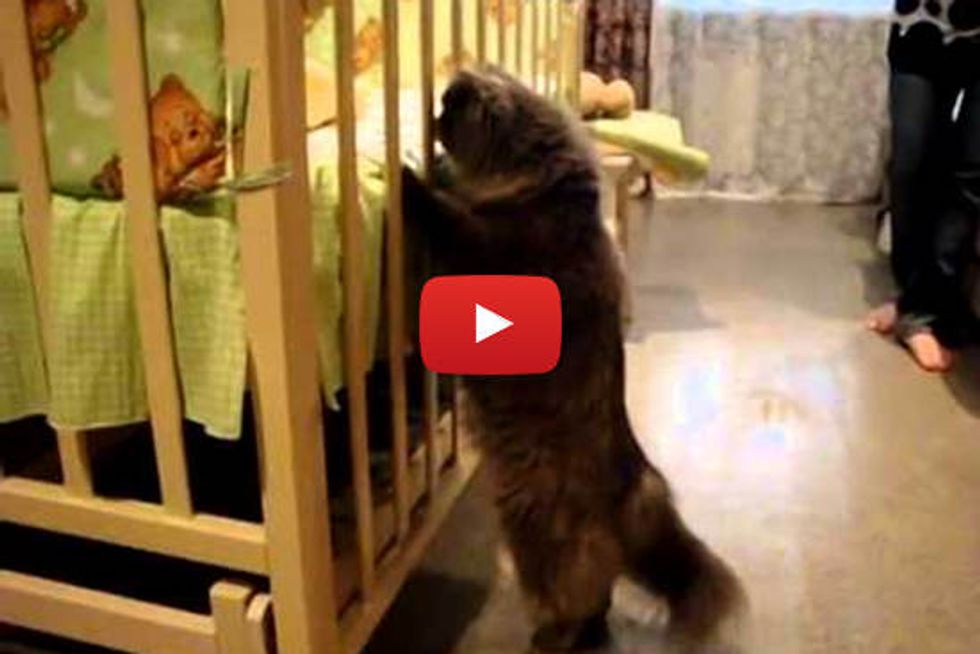 Cat Meets His Little Human