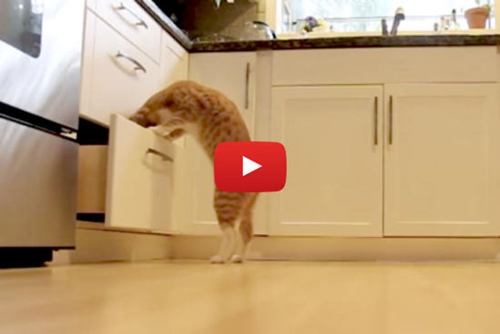 Kitty Finds Catnip