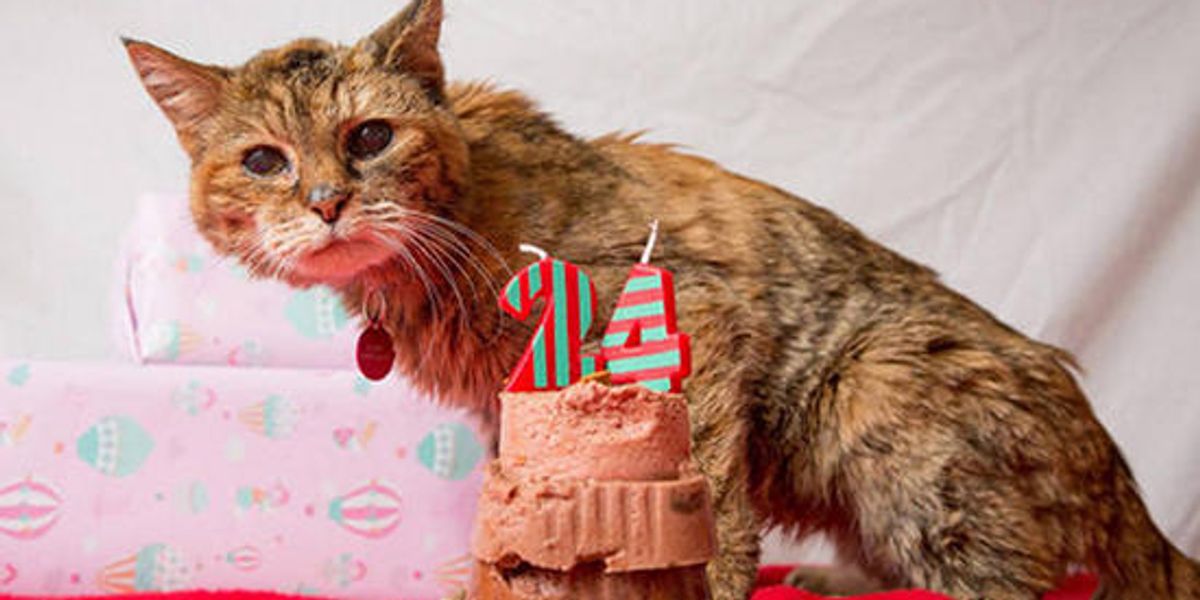 Poppy Crowned The Worlds Oldest Living Cat At 24 Love Meow