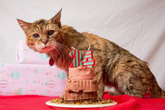 Poppy Crowned The World S Oldest Living Cat At 24 Love Meow   Img 