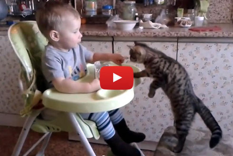 Baby Feeds His Kitten