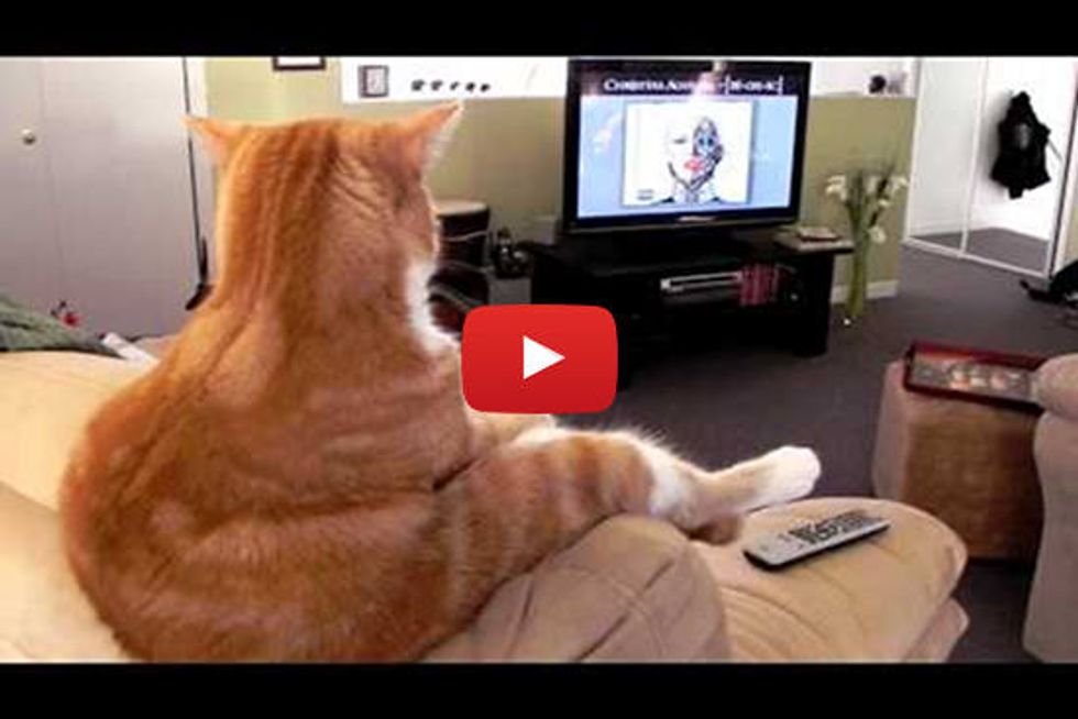 Cat Sitting And Watching TV