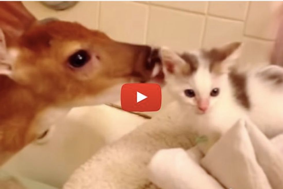 Tiny Kitten Meets Rescue Baby Deer