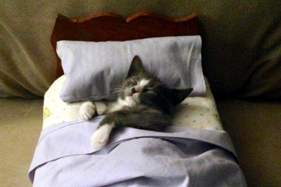 Cat In Bed