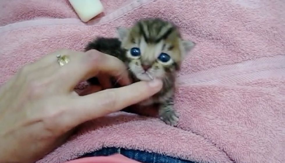 Tiny Squeaky Baby Trying to Meow