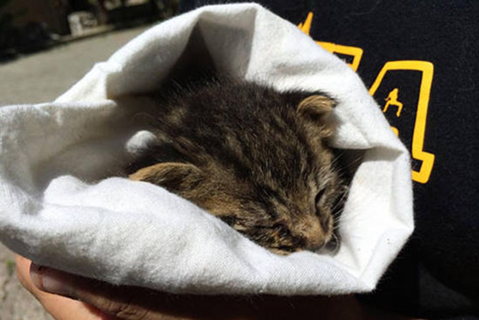 Family Save Kitten Behind Dumpster & Spend Weeks Nursing Him Back To Health