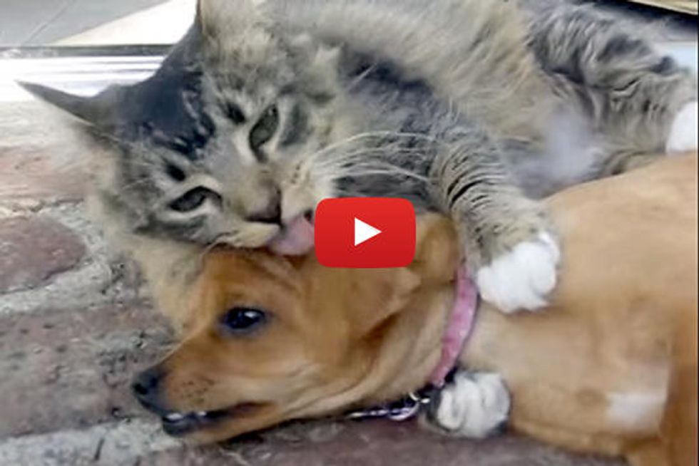 Cat and Dog Best Friends